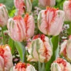 Tulip Apricot Parrot (Pastal) -Plant Flower Store Tulip Apricot Parrot Pastal 0002892 75708.1691054824
