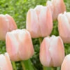 Tulip Apricot Pride Tulipa -Plant Flower Store Tulip Apricot Pride 0009772 74486.1624366951