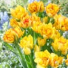 Tulip Aquila 11-12cm Tulipa -Plant Flower Store Tulip Aquila 0006476 87748.1655108119