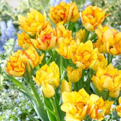 Tulip Aquila 11-12cm Tulipa