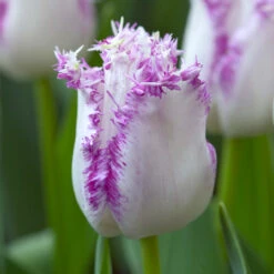 Tulip Aria Card 11-12cm Tulipa