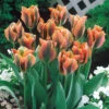 Tulip Artist Tulipa -Plant Flower Store Tulip Artist 0003242 01149.1629186757
