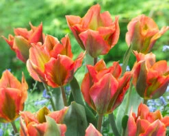 Tulip Artist Tulipa -Plant Flower Store Tulip Artist 11 12cm 0003242 30324.1629186757