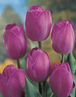 Tulip Attila Tulipa -Plant Flower Store Tulip Attila 11 12cm 0003078 2 29272.1623343492