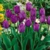 Tulip Attila Tulipa 2 Tulip Attila Tulipa -Plant Flower Store Tulip Attila 11 12cm 0003078 25532.1638543647