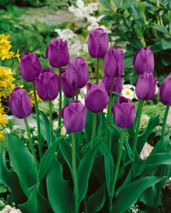 Tulip Attila Tulipa