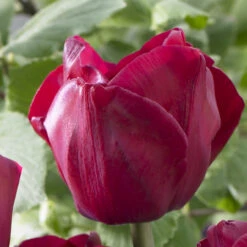 Tulip Attila Graffiti Tulipa -Plant Flower Store Tulip Attila Grafitti 0005477 2 89395.1687938657