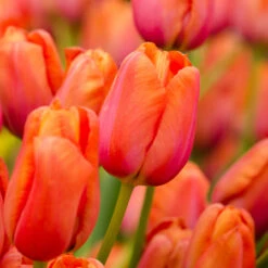 Tulip Avignon Single Late Tulip 'Avignon'