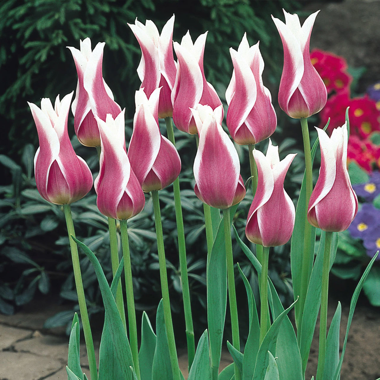 Tulip Ballade Tulipa 4 Tulip Ballade Tulipa - Image 2