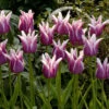 Tulip Ballade Tulipa 2 Tulip Ballade Tulipa -Plant Flower Store Tulip Ballade 11 12cm 0002834 35980.1628516190