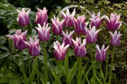 Tulip Ballade Tulipa