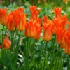 Tulip Ballerina (Saver Sized Bulbs) Tulipa