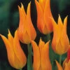 Tulip Ballerina Tulipa