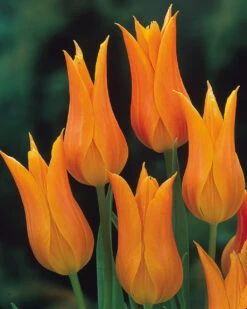 Tulip Ballerina Tulipa