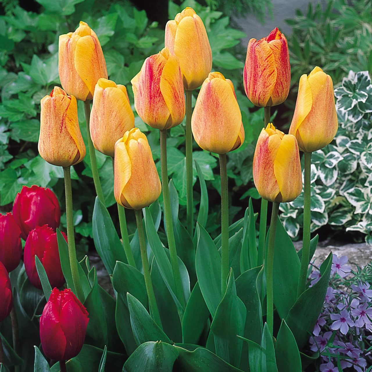 Tulip Beauty Of Apeldoorn Dwarf Hybrid Tulip 'Beauty Of Apeldoorn' 4 Tulip Beauty Of Apeldoorn Dwarf Hybrid Tulip 'Beauty Of Apeldoorn' - Image 2