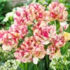 Tulip Belicia -Plant Flower Store Tulip Belicia 0004917 13815.1628171933