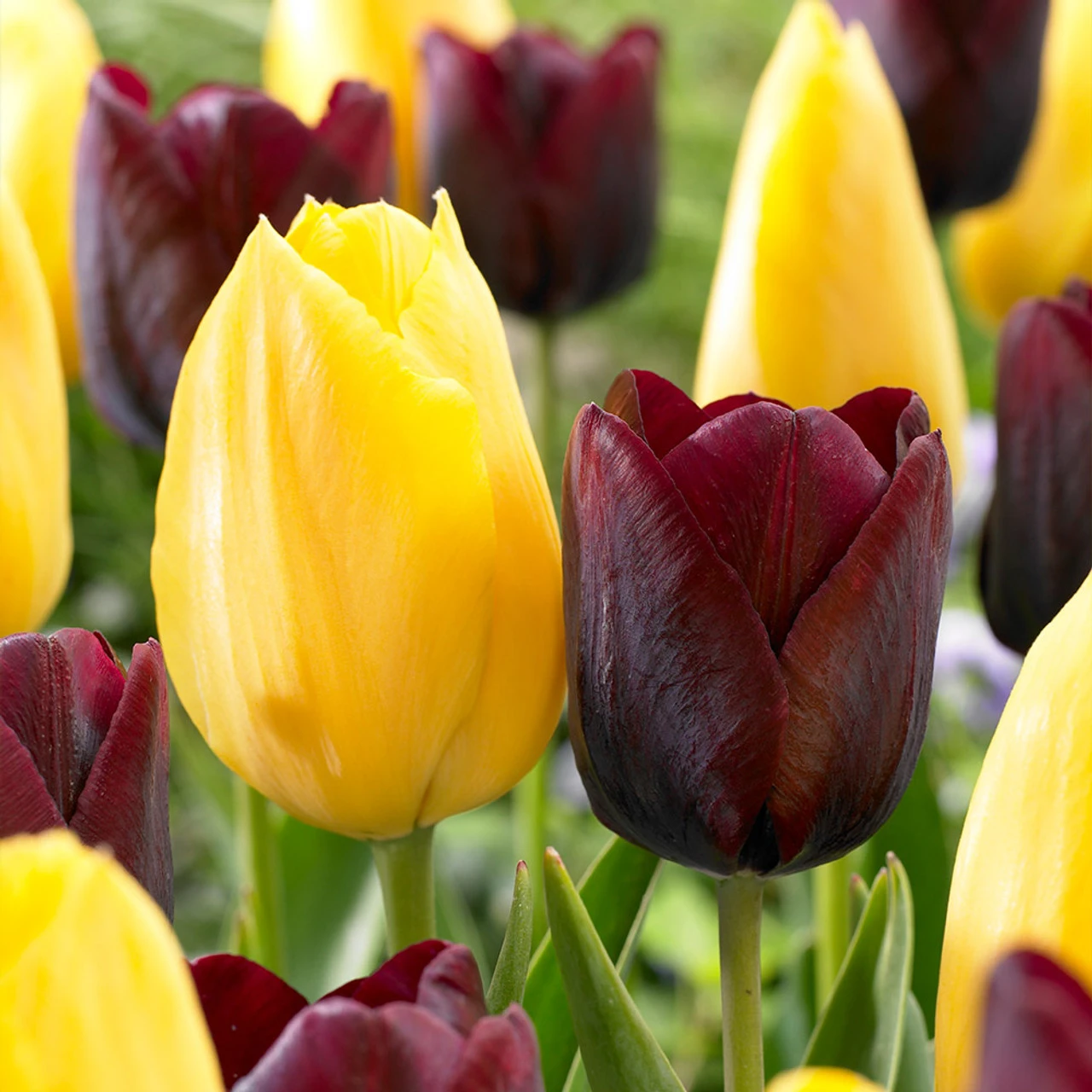 Tulip Big Smiles Single Late Tulip 'Big Smile' 4 Tulip Big Smiles Single Late Tulip 'Big Smile' - Image 2