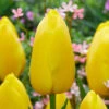 Tulip Big Smiles Single Late Tulip 'Big Smile' -Plant Flower Store Tulip Big Smile 0008516 62013.1687937446