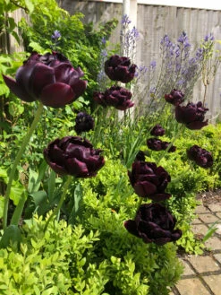Tulip Black Hero Tulipa -Plant Flower Store Tulip Black Hero 11 12cm 0002672 4 95333.1623343493