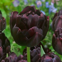 Tulip Black Hero Tulipa