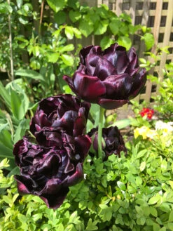 Tulip Black Hero Tulipa -Plant Flower Store Tulip Black Hero 11 12cm 0002672 6 12133.1623343494