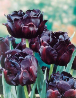 Tulip Black Hero Tulipa -Plant Flower Store Tulip Black Hero 11 12cm 0002672 7 93895.1623343495