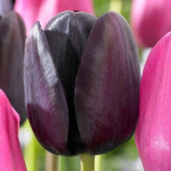 Tulip Black Knight