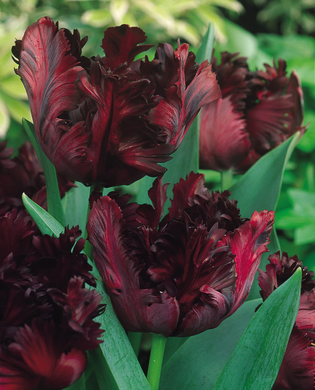 Tulip Black Parrot Tulipa 4 Tulip Black Parrot Tulipa - Image 2