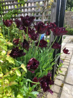 Tulip Black Parrot Tulipa 10 Tulip Black Parrot Tulipa -Plant Flower Store Tulip Black Parrot 11 12cm 0002894 3 03288.1623343495