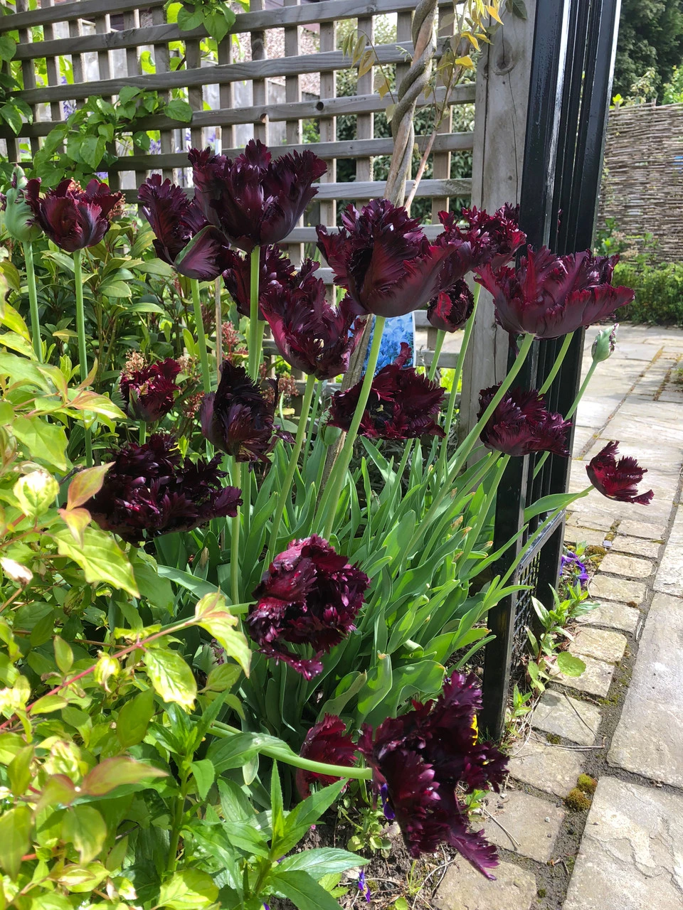 Tulip Black Parrot Tulipa 5 Tulip Black Parrot Tulipa - Image 3