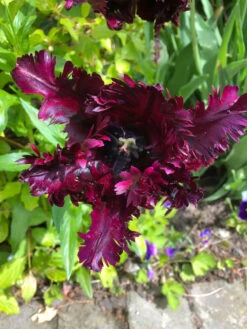 Tulip Black Parrot Tulipa 11 Tulip Black Parrot Tulipa -Plant Flower Store Tulip Black Parrot 11 12cm 0002894 4 58022.1623343498