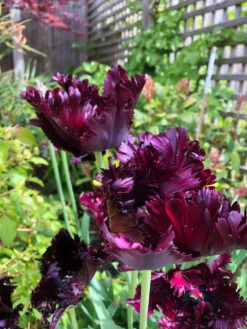 Tulip Black Parrot Tulipa 12 Tulip Black Parrot Tulipa -Plant Flower Store Tulip Black Parrot 11 12cm 0002894 5 29373.1623343499