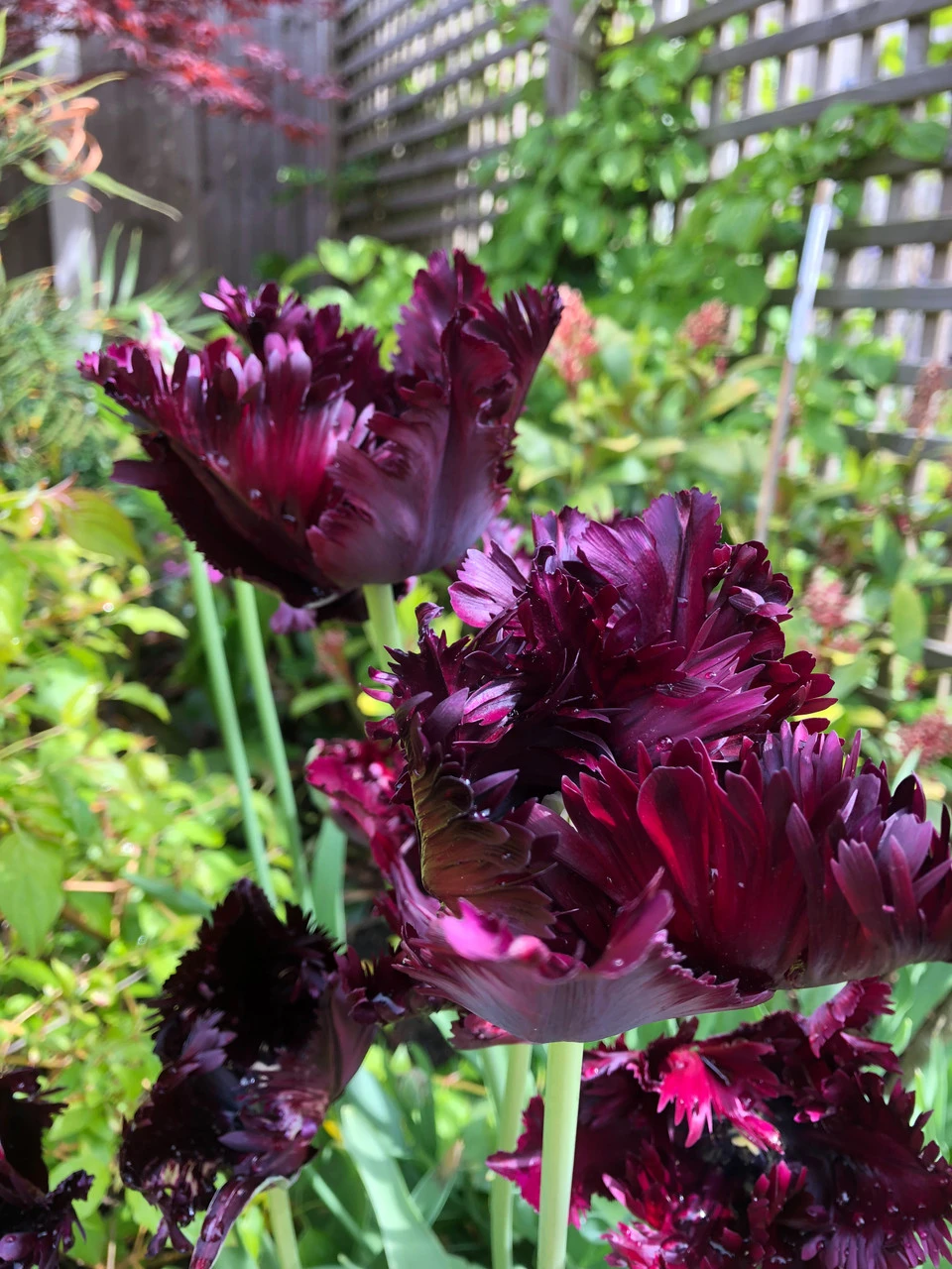 Tulip Black Parrot Tulipa 7 Tulip Black Parrot Tulipa - Image 5