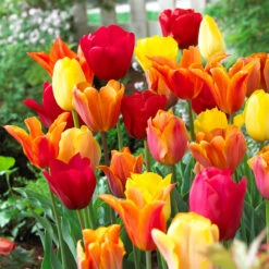 Tulip Blend Collection B -Plant Flower Store Tulip Blend Collection B 1022389 7 95818.1688043279