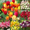 Tulip Blend Collection B