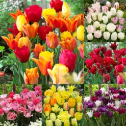 Tulip Blend Collection B