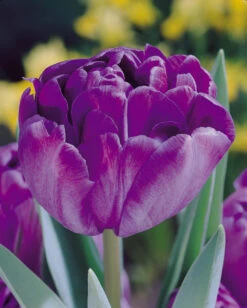 Tulip Blue Diamond Tulipa -Plant Flower Store Tulip Blue Diamond 11 12cm 0002674 3 05107.1623343485
