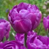 Tulip Blue Diamond Tulipa -Plant Flower Store Tulip Blue Diamond 11 12cm 0002674 49250.1623343484