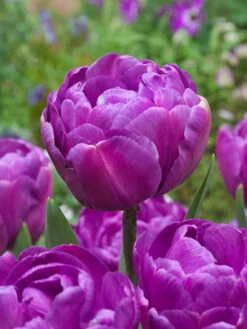 Tulip Blue Diamond Tulipa