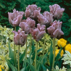 Tulip Blue Parrot Tulipa -Plant Flower Store Tulip Blue Parrot 11 12cm 0002896 4 47613.1654871855