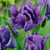 Tulip Blue Parrot Tulipa