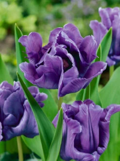 Tulip Blue Parrot Tulipa