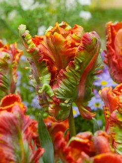 Tulip Blumex Favourite Tulipa