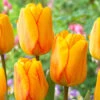 Tulip Blushing Apeldoorn Tulipa -Plant Flower Store Tulip Blushing Apeldoorn 0002592 2 79659.1655379393