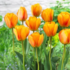 Tulip Blushing Apeldoorn Tulipa 7 Tulip Blushing Apeldoorn Tulipa -Plant Flower Store Tulip Blushing Apeldoorn 0002592 81914.1655379393
