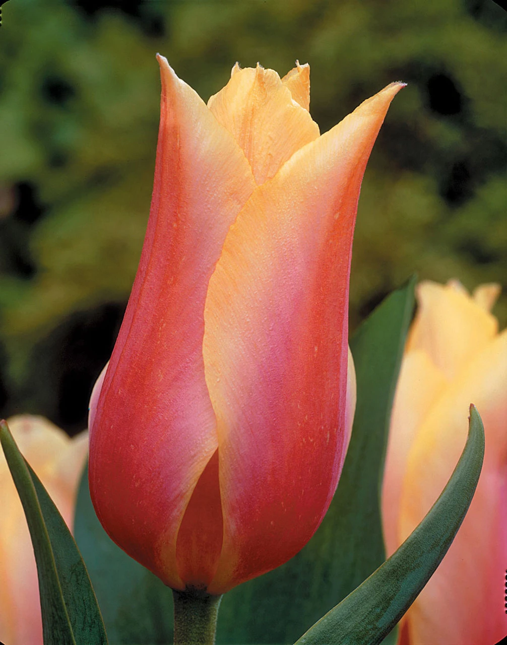 Tulip Blushing Beauty Tulipa 4 Tulip Blushing Beauty Tulipa - Image 2
