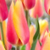 Tulip Blushing Beauty Tulipa -Plant Flower Store Tulip Blushing Beauty 11 12cm 0002972 69029.1623343491