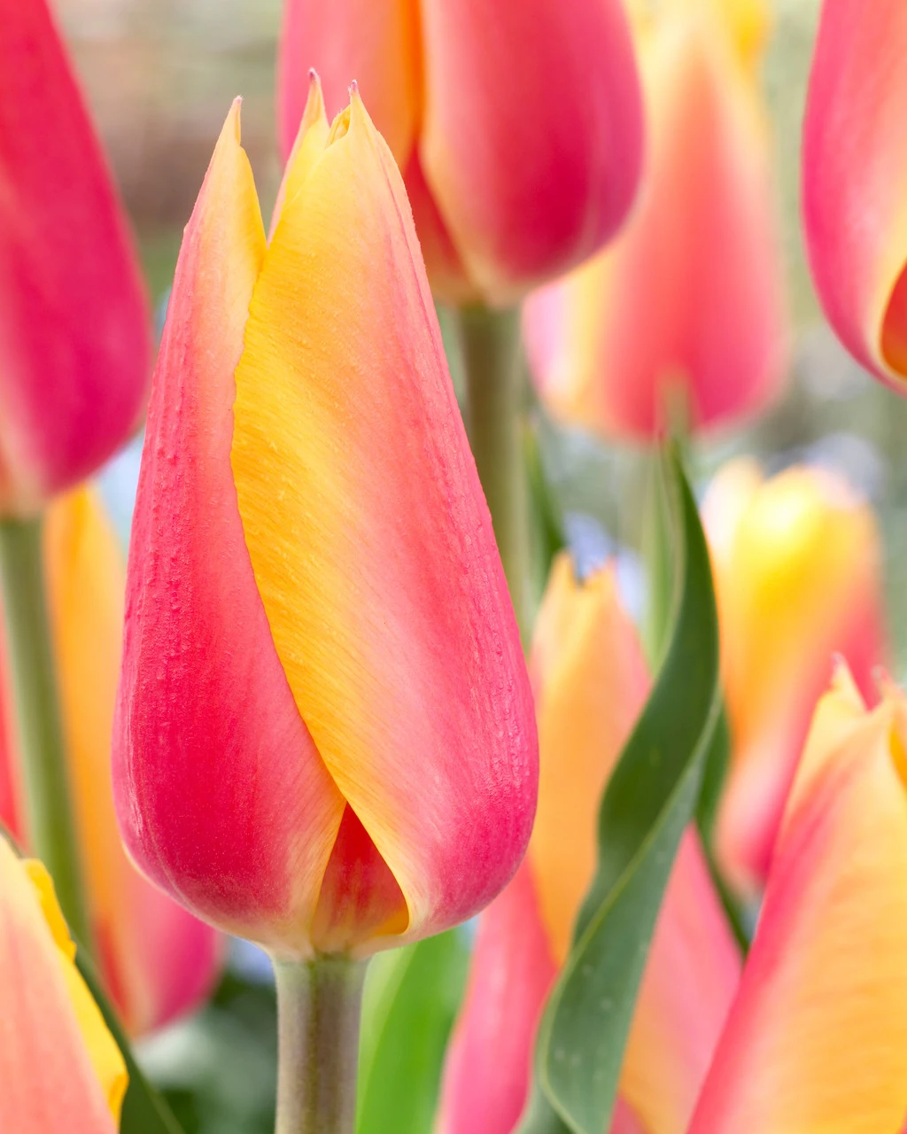 Tulip Blushing Beauty Tulipa 3 Tulip Blushing Beauty Tulipa