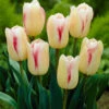 Tulip Blushing Girl 11-12cm