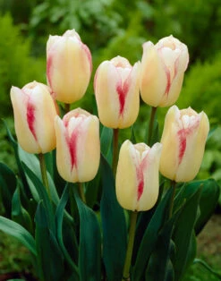 Tulip Blushing Girl 11-12cm